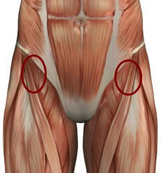 illustration of hip flexors