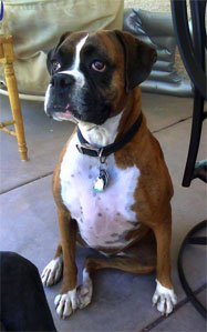 Anunnaki - Our boxer, Nakki