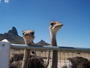 Ostrich Farm, Tucson AZ